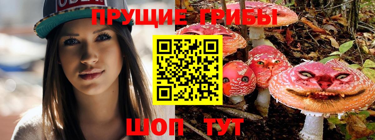 Псилоцибиновые грибы Psilocybine cubensis Родники